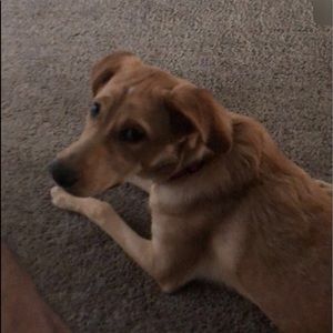 Meet your Posher, Terrell